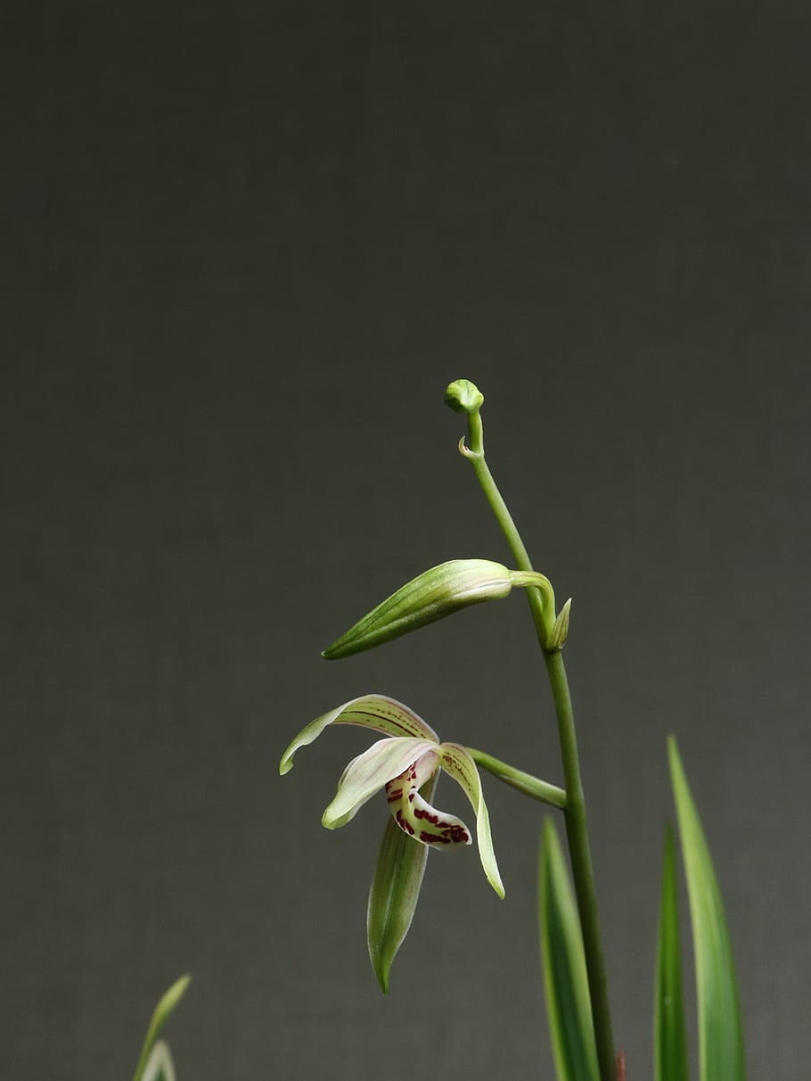 shallow focus photo of green plants, orchid, flower, white HD wallpaper