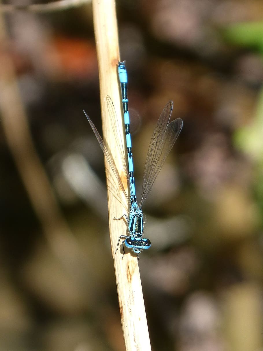 dragonfly, blue dragonfly, stem, pond, focus on foreground HD wallpaper
