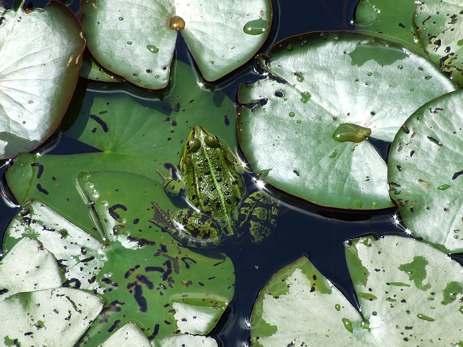 frog, leaf, plant, fruit, green color, no people, freshness HD wallpaper