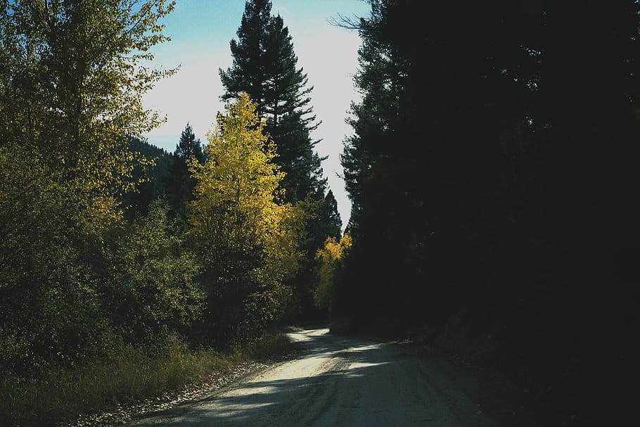 road between tall trees nature photography, gray road surrounded with pine trees HD wallpaper