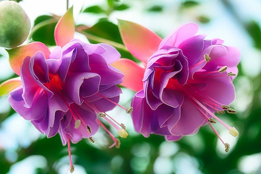 close-up photography of purple petaled flower in bloom, fuchsia wind chime