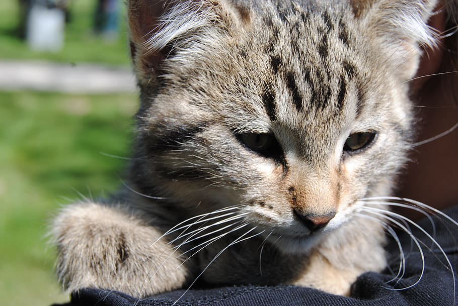 cat, kitten, pet, fur, animal, small, feline, domestic, kitty HD wallpaper
