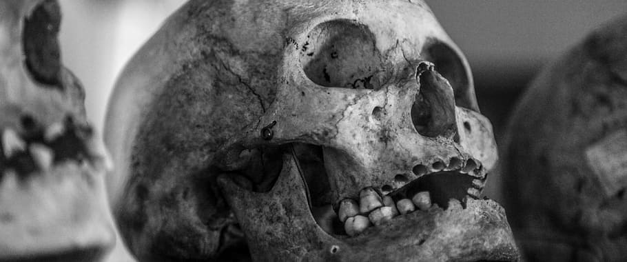 selective focus photographed of gray skull, old, human skull