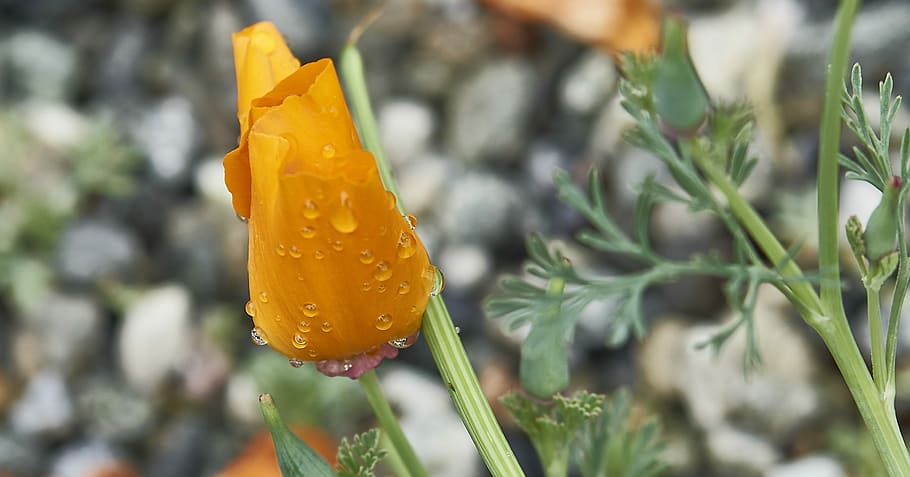 nature, flora, leaf, flower, garden, poppy, plant, close-up HD wallpaper