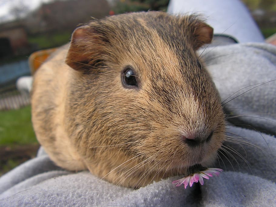 brown hamster eating purple flower, guinea-pig, female, agouti, HD wallpaper