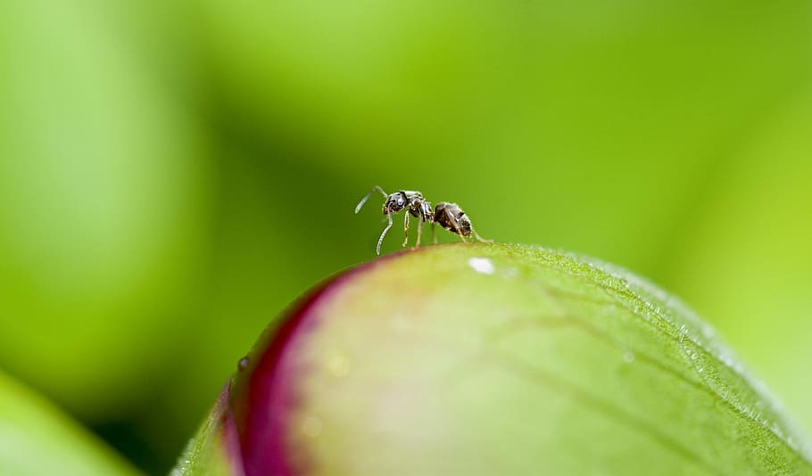 Ant on a plant, black ant on green leaf in macro lens photography HD wallpaper