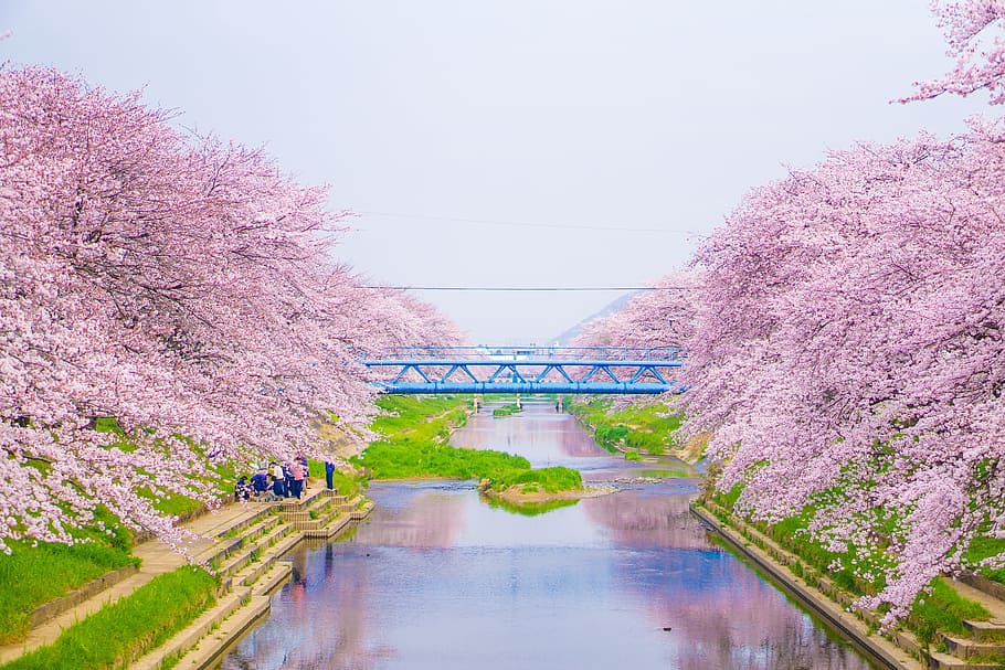 group of people standing beside river near at blue bridge, pink HD wallpaper