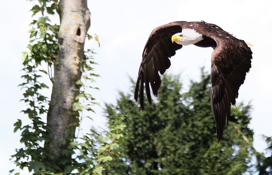 Bald Eagle on mid air taken at daytime, raptor, bird, feathers HD wallpaper