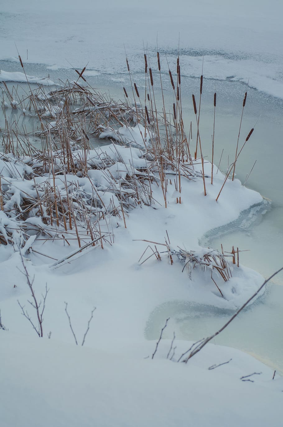 Reed, Ice, Beach, Winter, Sweden, Nature, frozen, lake, snow crystals HD wallpaper