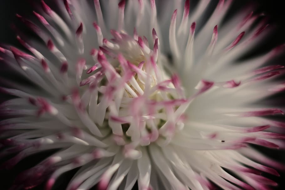 Blossom, Bloom, White, Pink, bellis philosophy, spring, pink color HD wallpaper