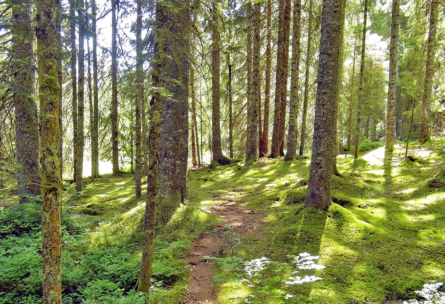 forest, moor, away, landscape, nature, nature reserve, mood HD wallpaper