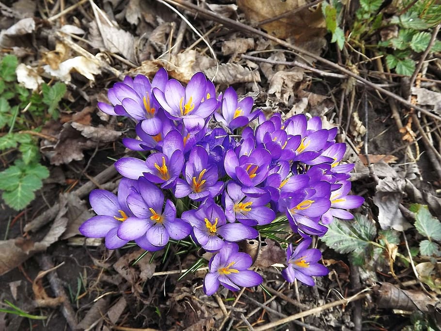 plants, flowers, crocus, violet, spring, nature, forest, purple HD wallpaper
