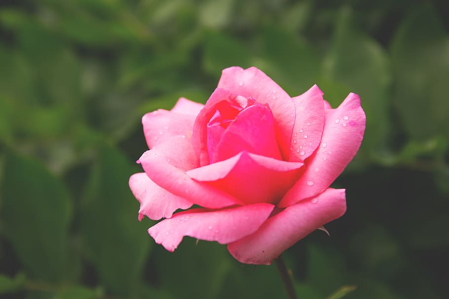 nature, background, beautiful, bloom, blossom, budding, closeup HD wallpaper