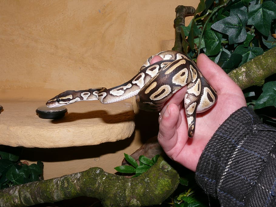 phyton, mojave phytón, snake, human, terrarium, noble, graceful HD wallpaper