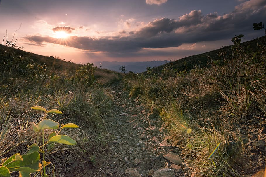 forest under sunset with cloudy sky, hill covered with grasses HD wallpaper