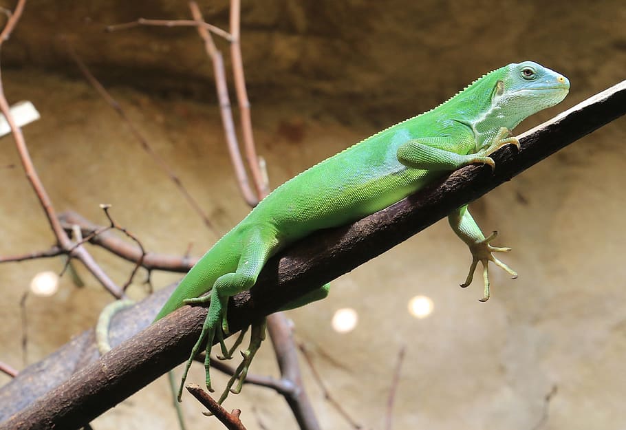 iguana, lizard, reptile, green, animal, animal themes, animal wildlife HD wallpaper