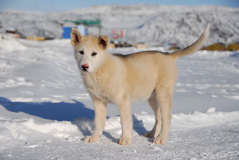 greenland dog, puppy, snow, winter, cold temperature, animal, HD wallpaper