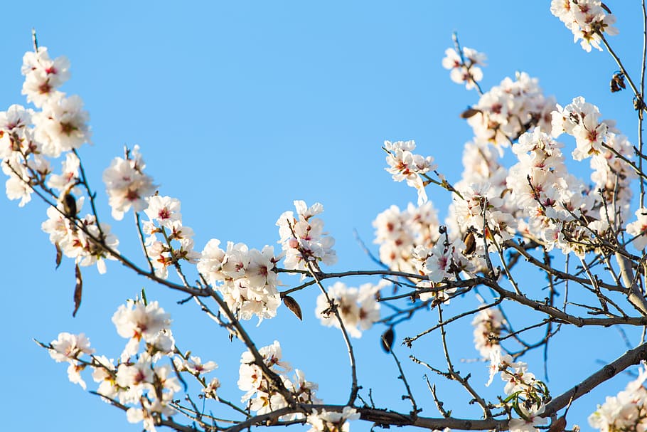 nature, sky, flowers, branches, bloom, blooming, delicate, environment HD wallpaper
