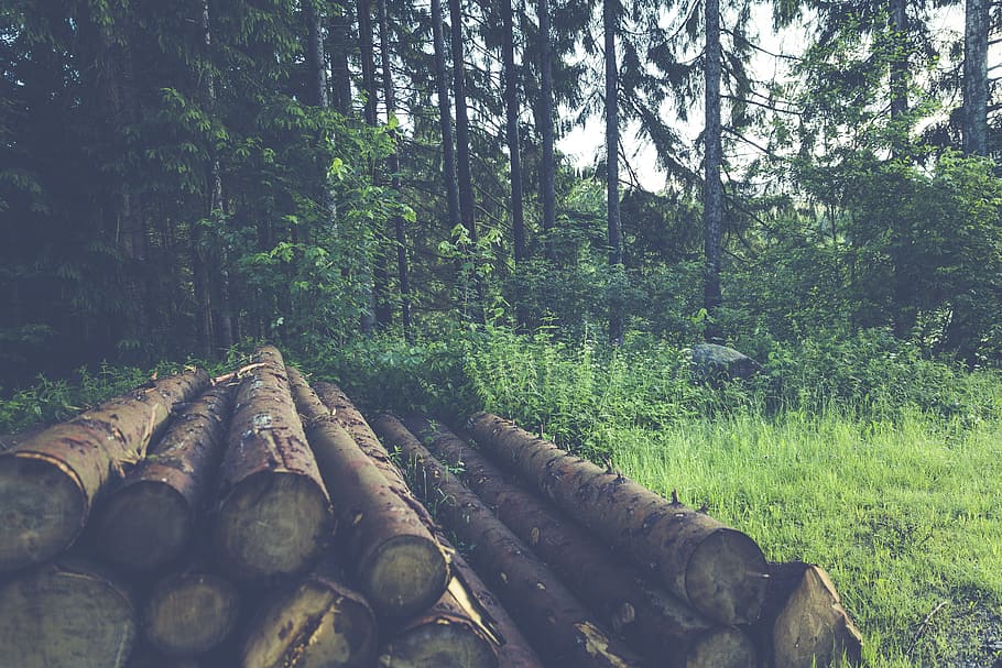 forest, tree, nature, landscape, pine cones, mood, branch branches HD wallpaper