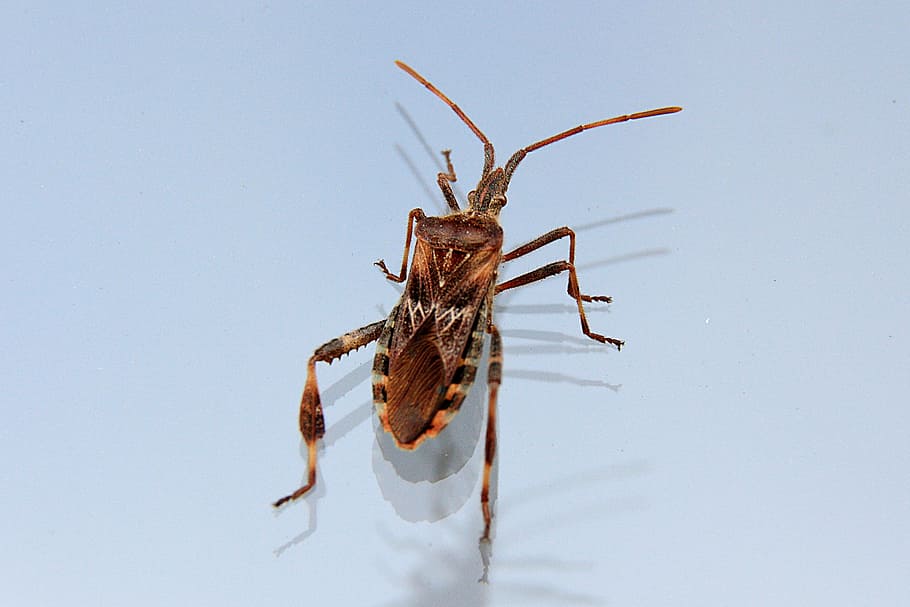 bug, insect, animal, nature, crawl, beetle, macro, close, invertebrate HD wallpaper