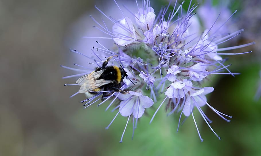 Bee, Pollen, Nectar, Blue, Flower, Macro, close, plant, insect HD wallpaper