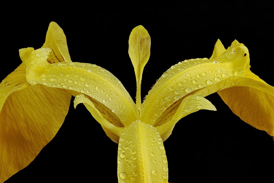 swamp iris, close up, macro, blossom, bloom, raindrop, dewdrop HD wallpaper