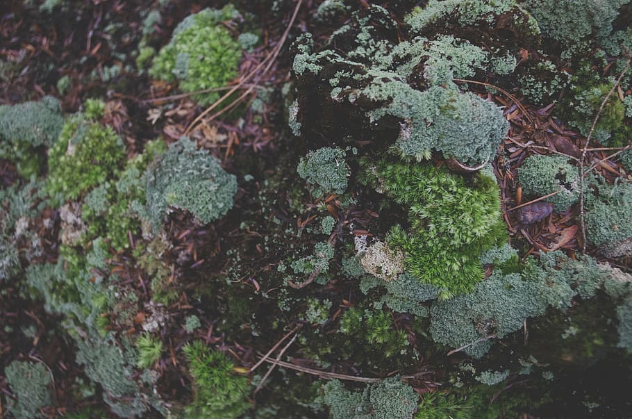 close-up, moss, rocks, nature, plant, growth, tree, no people HD wallpaper