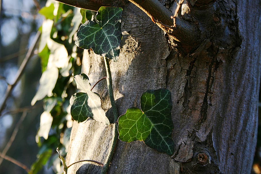 tree, leaf, nature, wood, plant, ivy, plant part, growth, trunk HD wallpaper