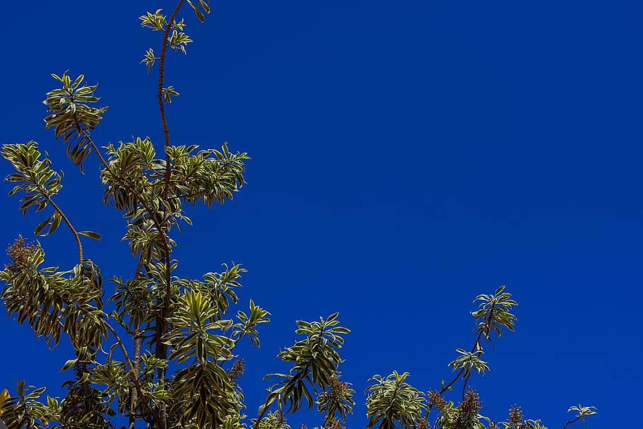 ceu, blue, blue sky, clouds, day, flower, sol, tree, plant HD wallpaper