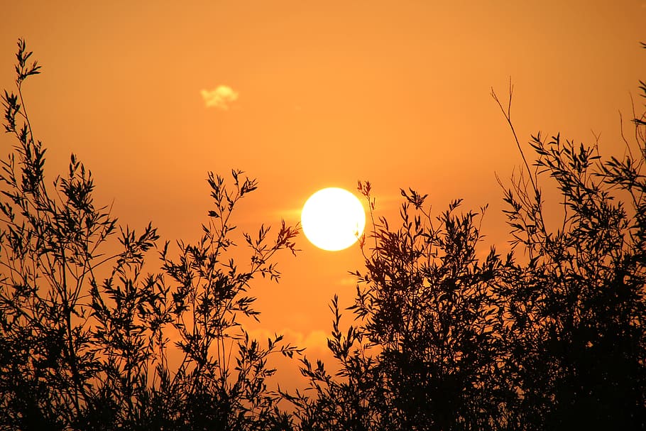 sunset, branches, tree, landscape, sky, beauty in nature, scenics - nature HD wallpaper