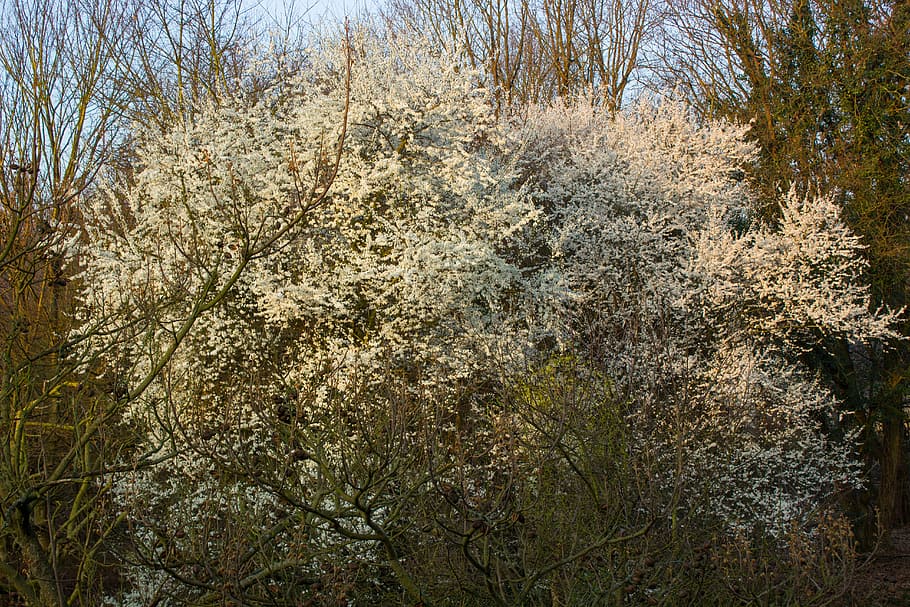 blossom, spring, flowers, tree, mirabelle, white blossom, plant HD wallpaper