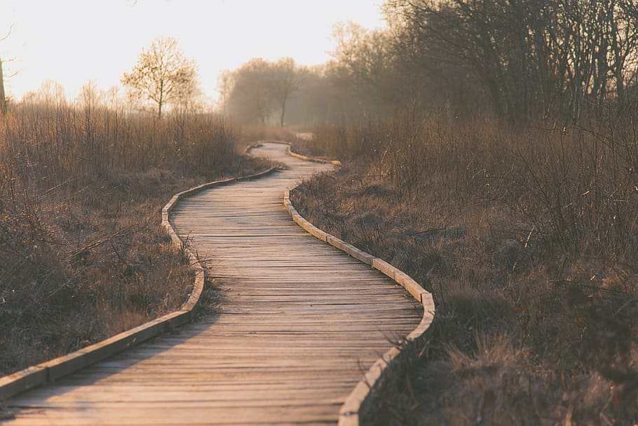 wooden pathway surrounded with trees, grass, landscape, wooden isle HD wallpaper