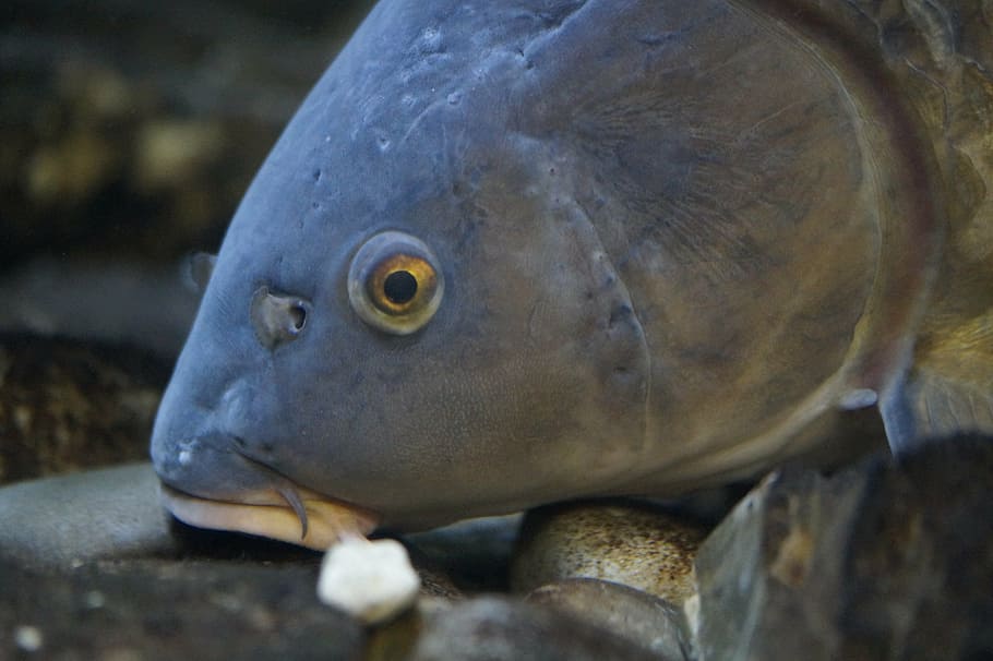fish, fish head, fish eye, river, freshwater, freshwater fish HD wallpaper