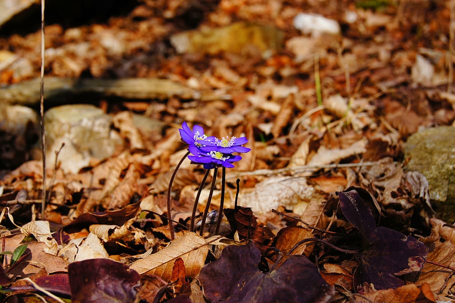 hepatica, spring, purple, blossom, bloom, flower, violet, plant HD wallpaper