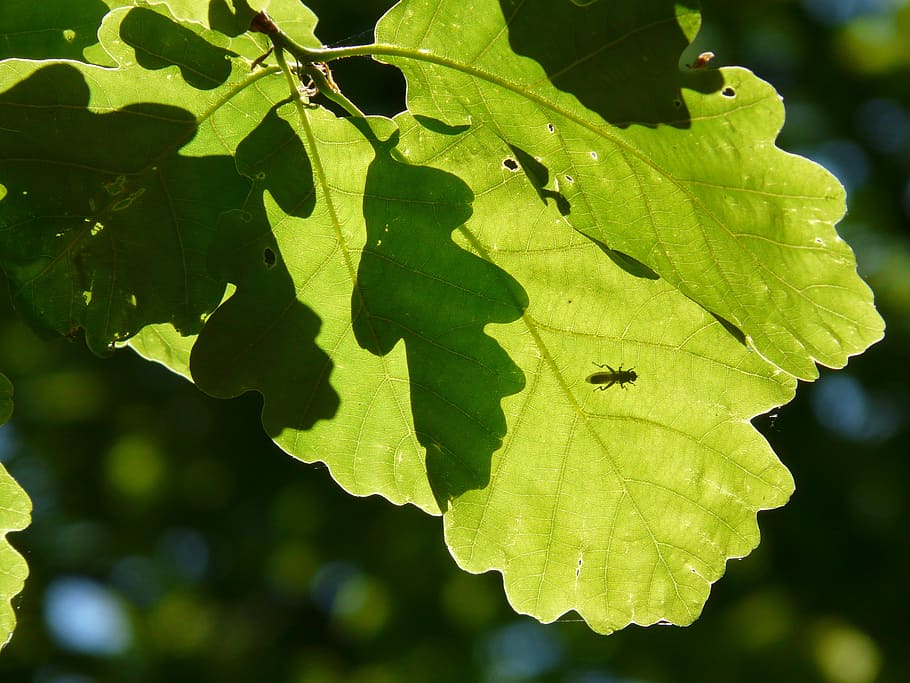 leaves, green, shadow play, leaf, plant part, green color, growth HD wallpaper
