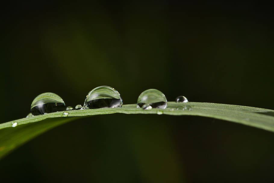 grass, raindrop, reflection, close up, drip, wet, macro, spring HD wallpaper