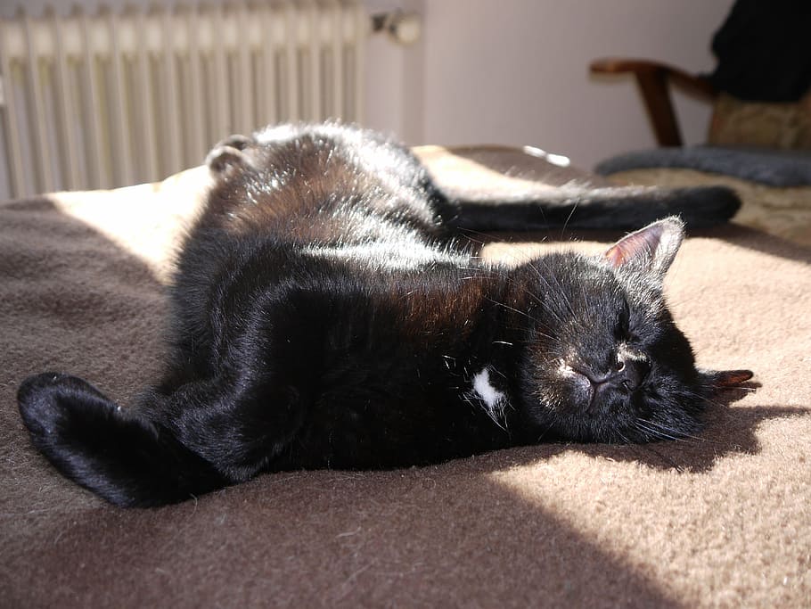 cat, sleeps, blanket, brown, sun, black, concerns, dreams, domestic HD wallpaper