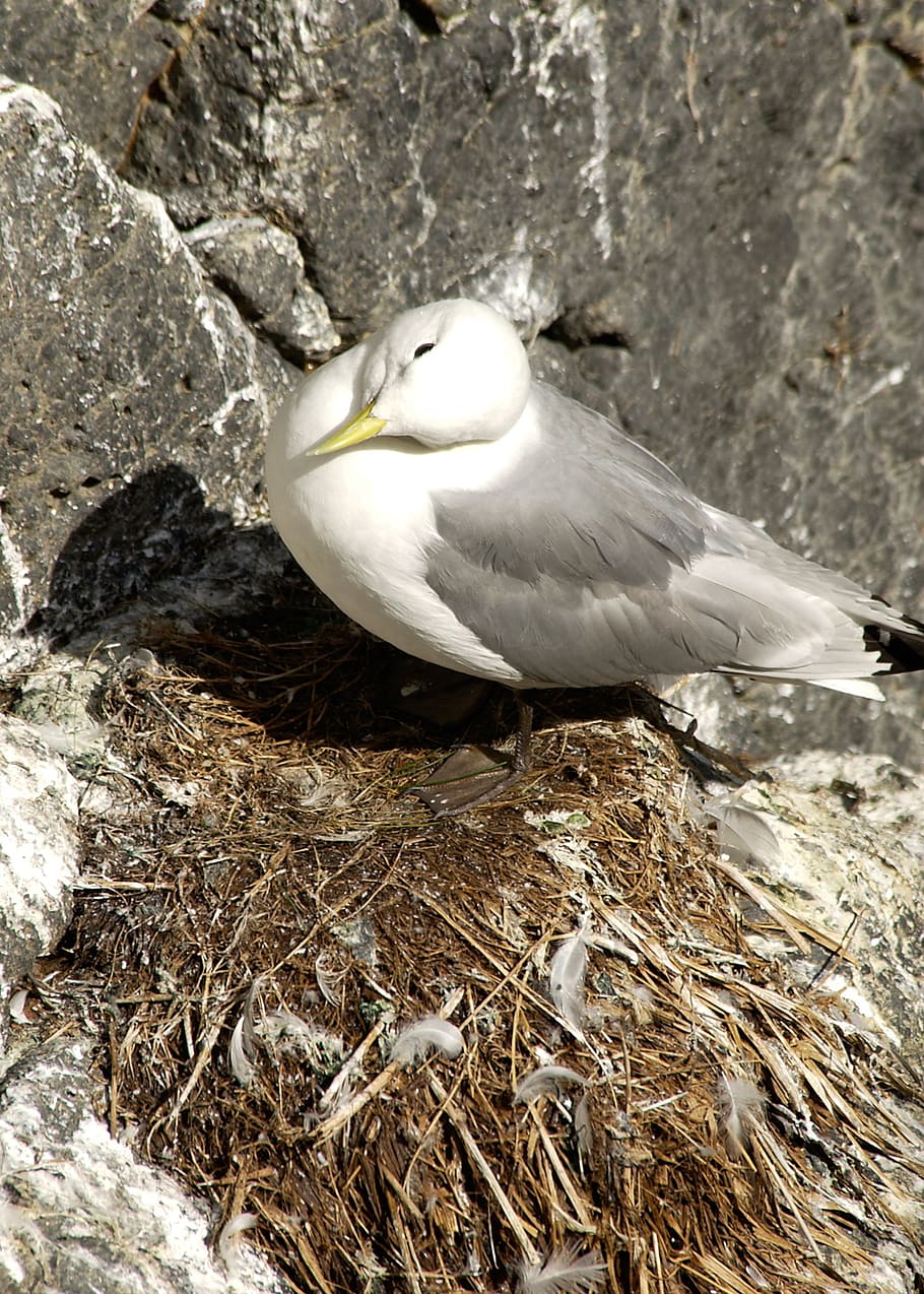 seagull, nest, bird, animal themes, animals in the wild, animal wildlife HD wallpaper