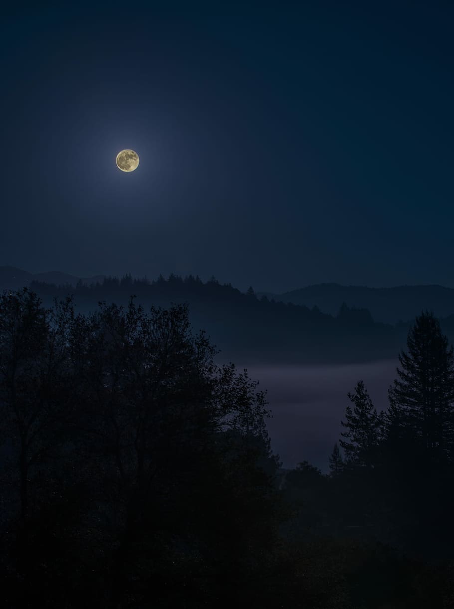 photo of forest under full moon, fogs and trees under full moon