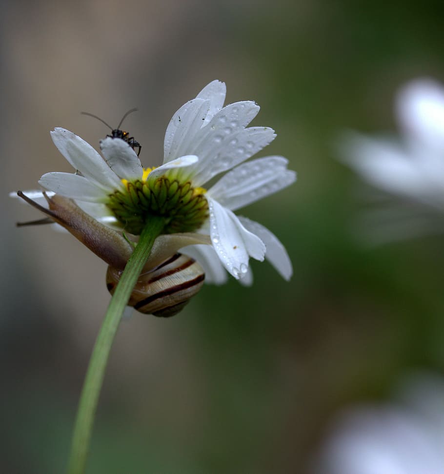 snail, daisy, flower, insecta, petals, shell, dew, flowering plant HD wallpaper