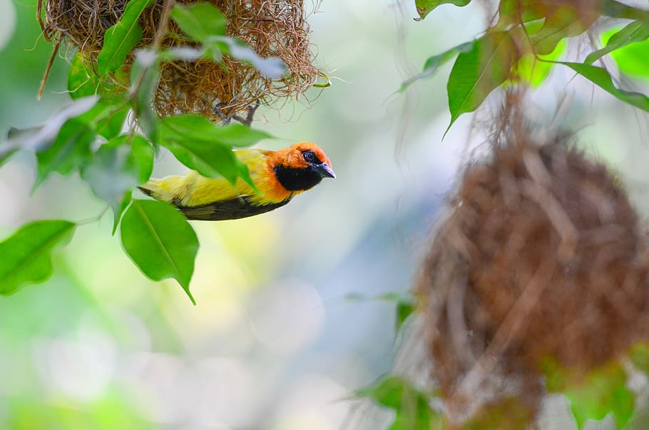 selective focus of yellow and orange bird flying near green leafy tree at daytime, orange and yellow humming bird on green leaf HD wallpaper