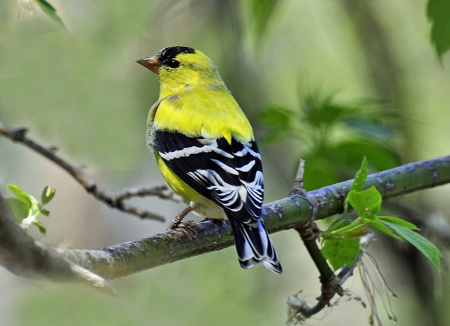 focus photo of yellow, black, and white bird on tree, finch HD wallpaper