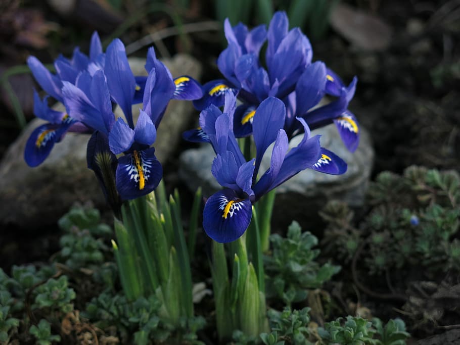 dwarf iris, purple, flower, close, blossom, bloom, plant, flowering plant HD wallpaper