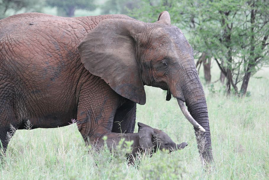 elephant, africa, tanzania, tarangire, wild animal, safari, HD wallpaper