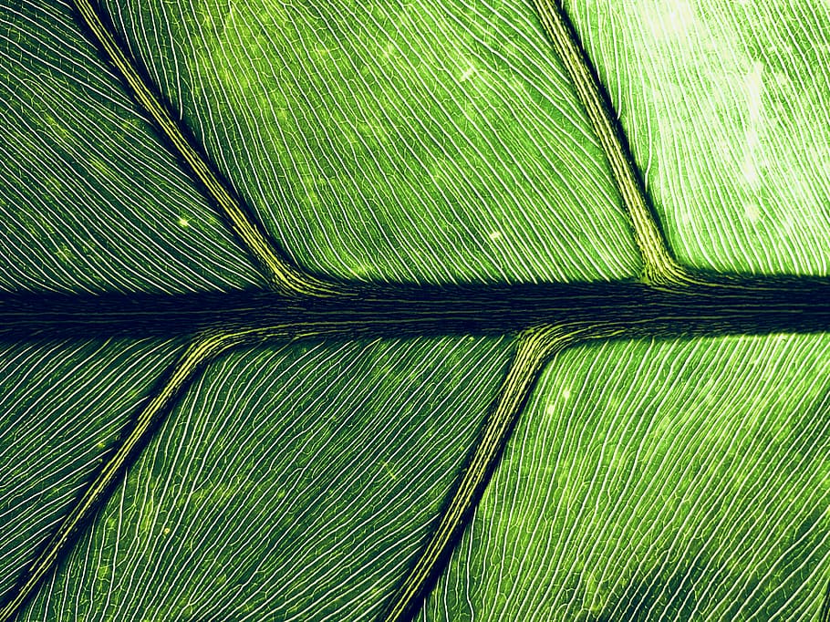 macro photography of green leaf, untitled, plant, stem, vein HD wallpaper