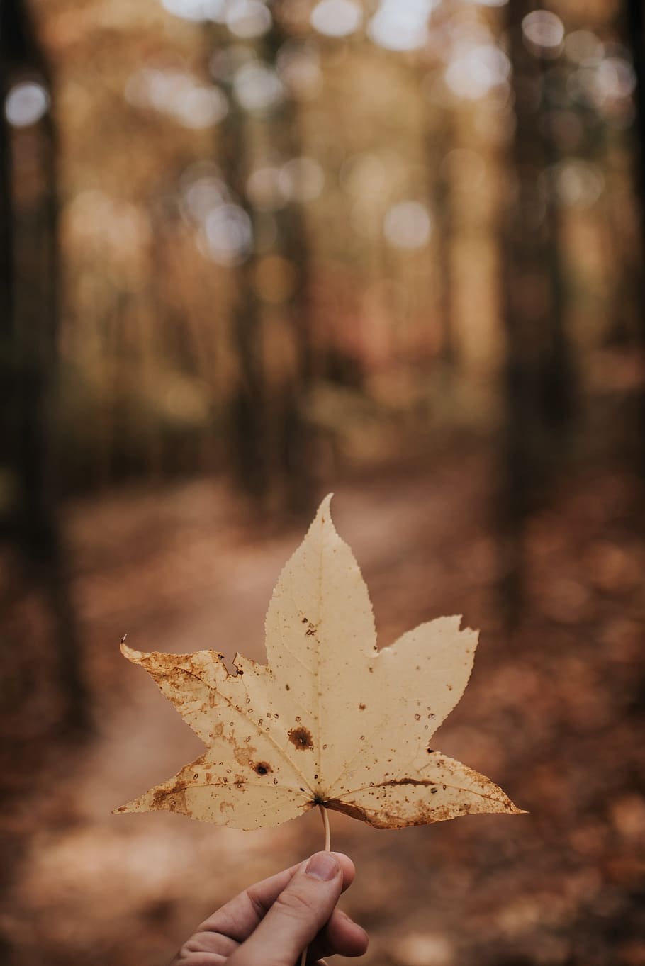 leaf, fall, autumn, hand, human hand, human body part, change HD wallpaper