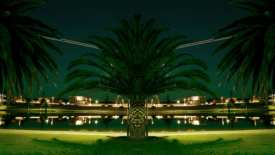 green palm trees near body of water during nighttime, majestic palm plant in front of body of water HD wallpaper