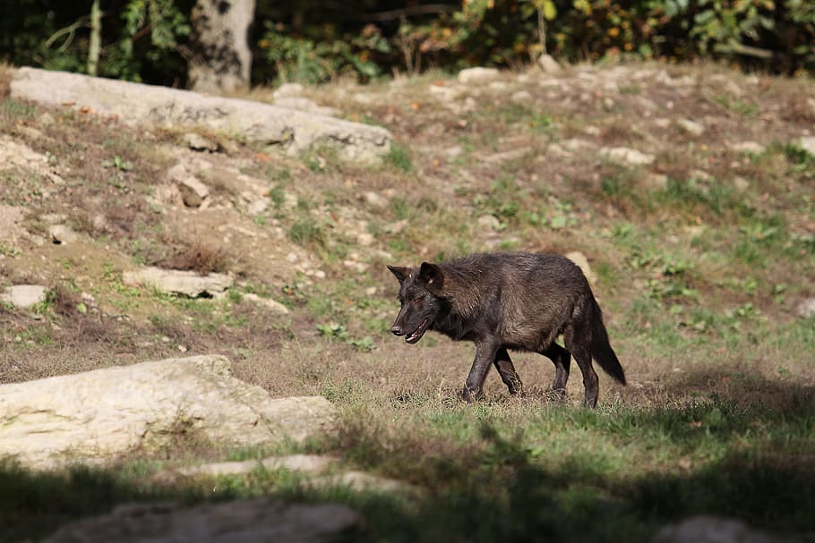 black wolfdog on grass field surrounded by trees, timberwolf HD wallpaper