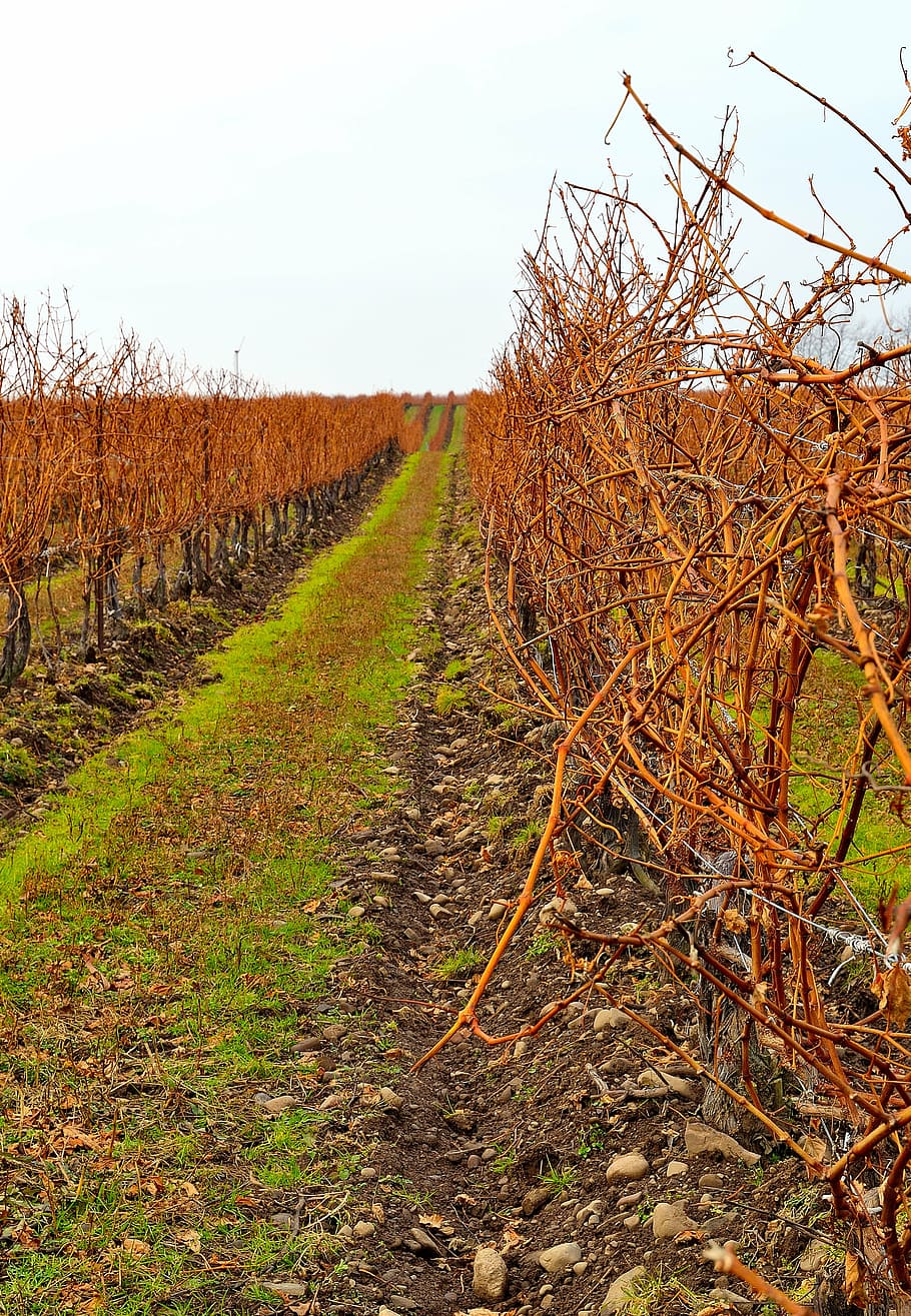 vineyard, field, row, landscape, autumn, fall, agriculture HD wallpaper