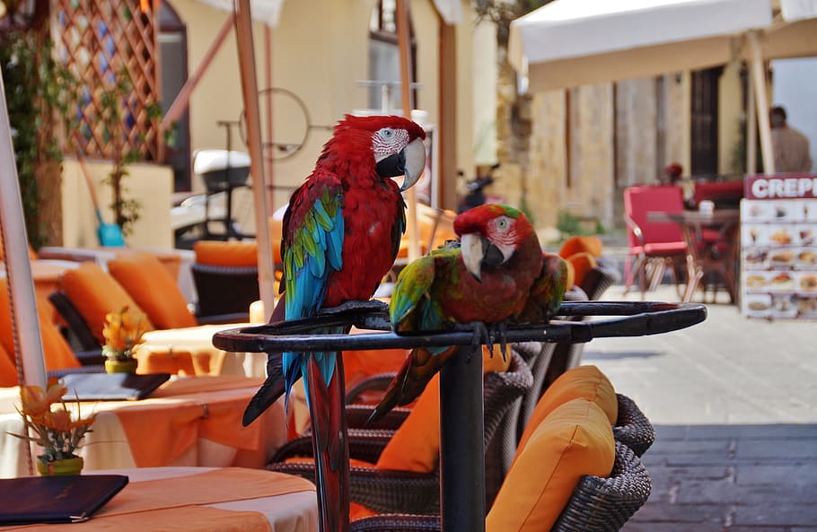 Parrot, Perch, Colored, Feather, Ara, parrots, bird, day, outdoors HD wallpaper